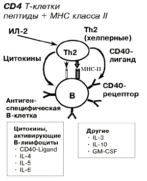 Индукция гуморального иммунного ответа