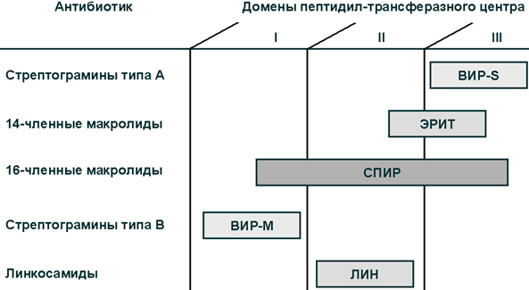 Участки связывания различных антибиотиков с 50S-субъединицей рибосомы.