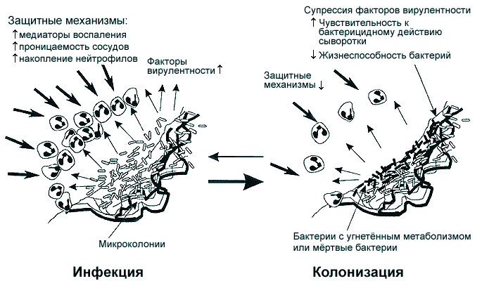 Гипотетическая схема действия макролидов на P.aeruginosa при длительном поддержании субингибирующих концентраций.