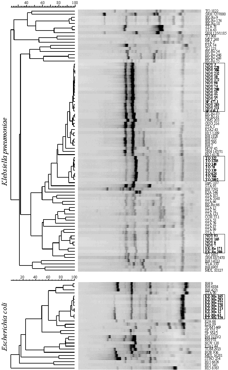 UPGMA clustering of ERIC-PCR profiles of CTX-M-producing strains. The isolates representing major clonal outbreaks are framed