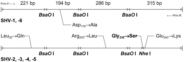 Diagram of a 1016-bp PCR product, showing the positions of BsaO I and Nhe I restriction sites, and point mutations responsible for the key aminoacid substitutions in SHV b-lactamases.