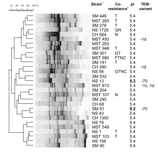 UPGMA clustering of ERIC-PCR fingerprints showing the distribution of mutant blaTEM genes in unrelated E.coli strains