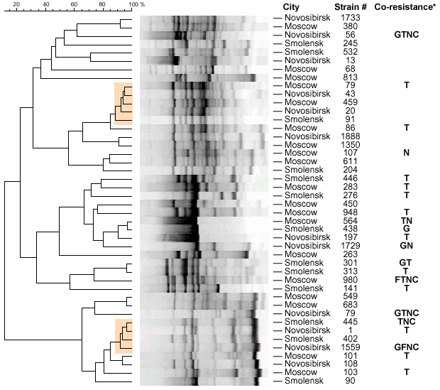 UPGMA clustering of ERIC1 banding patterns obtained with 44 ampicillin-resistant uropathogenic E.coli isolates and their phenotypic characters