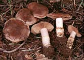 Cortinarius