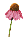 Echinacea angustifolia