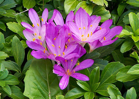 Colchicum autumnale