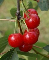 вишня Монморанси