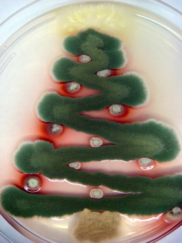 Грибная новогодняя ёлка из Talaromyces stipitatus, Aspergillus nidulans, Penicillium marneffei, Aspergillus terreus