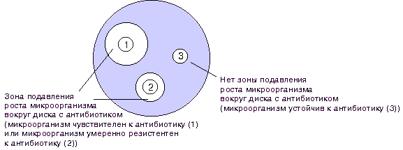 Рис.1. Определение чувствительности микроорганизмов диско-диффузионным методом