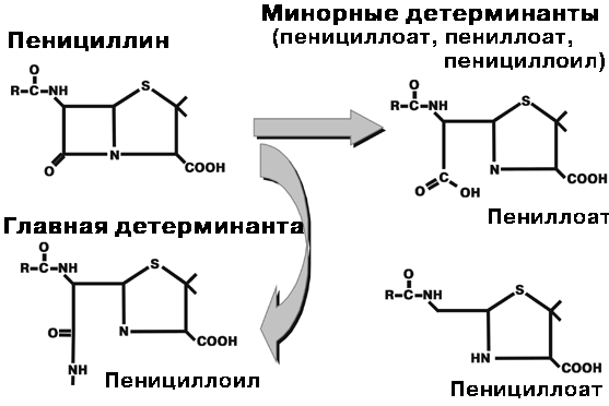 Рис.2. Строение главной и минорных детерминант пенициллина (E.Middleton, 1993)