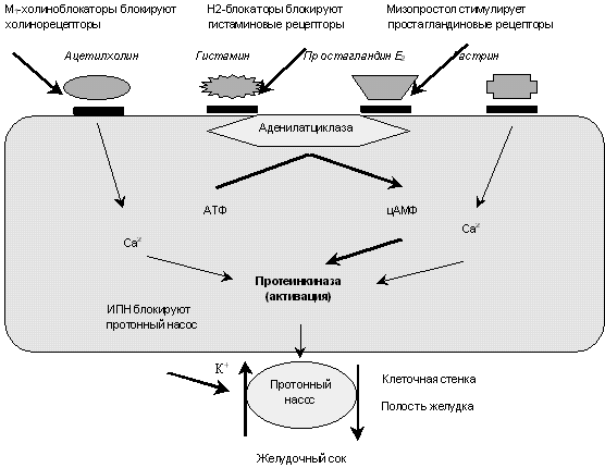 Механизмы действия антисекреторных средств