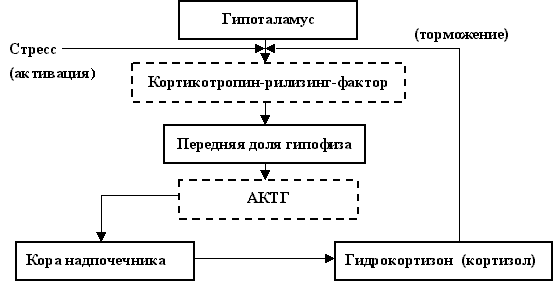 Регуляция функции гипоталамо-гипофизарно-надпочечниковой системы